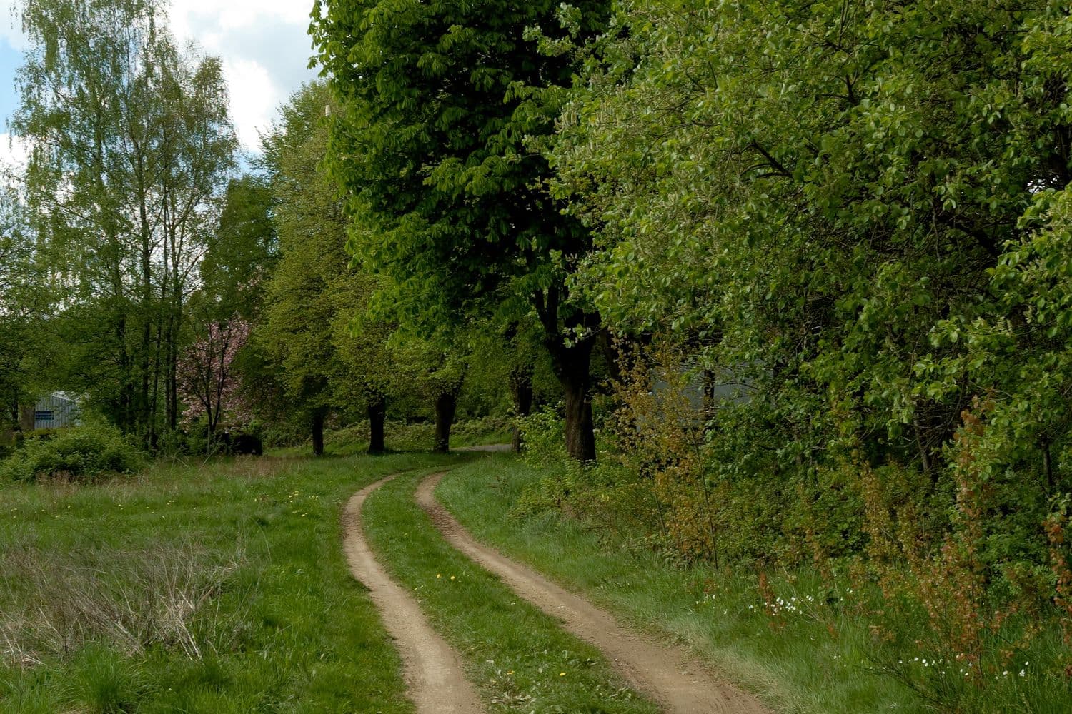 Chemin de terre bordé d'arbres, à la sortie du bourg