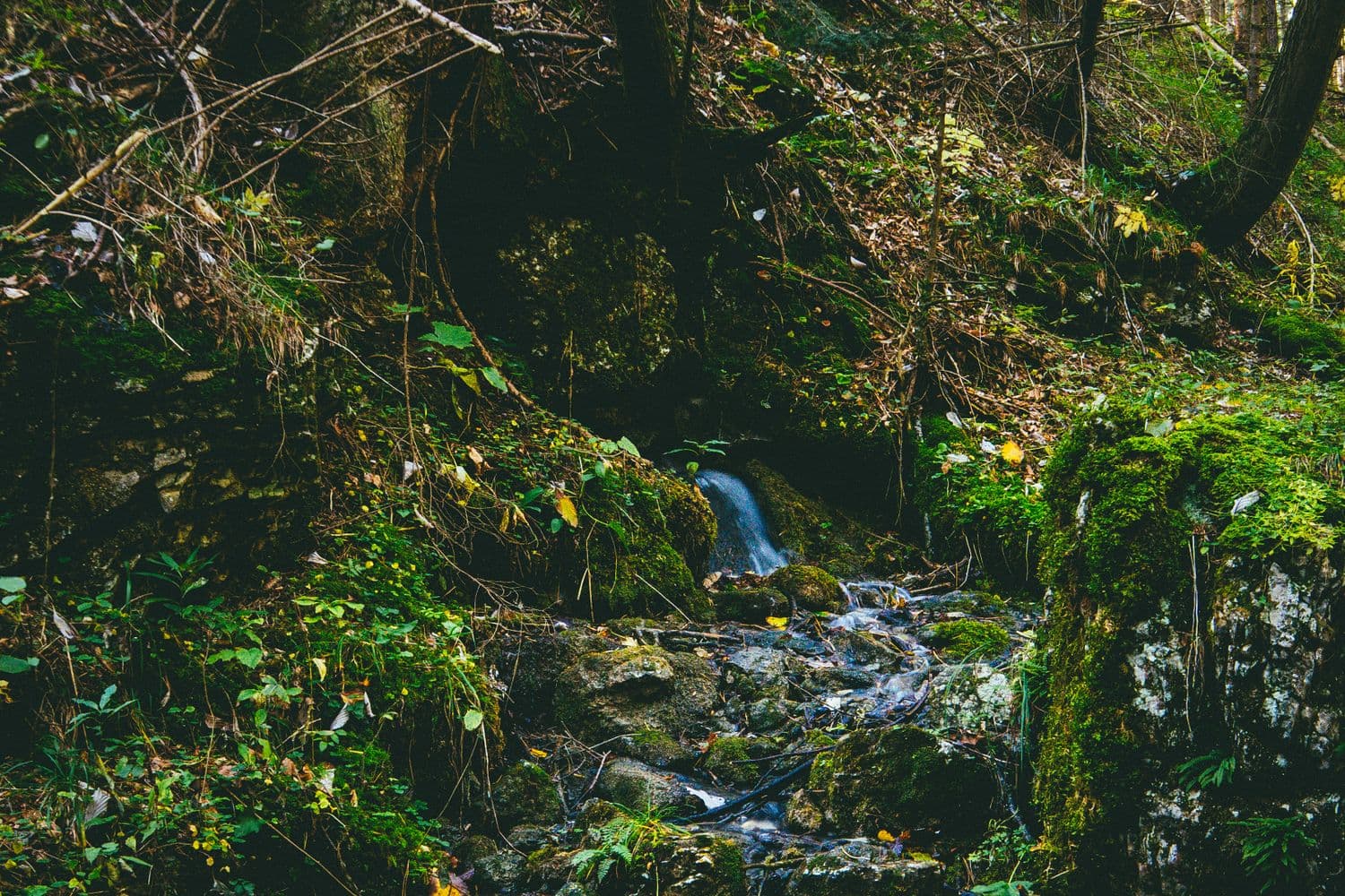 Ruisseau descendant entre les pierres et la mousse d'un sous-bois