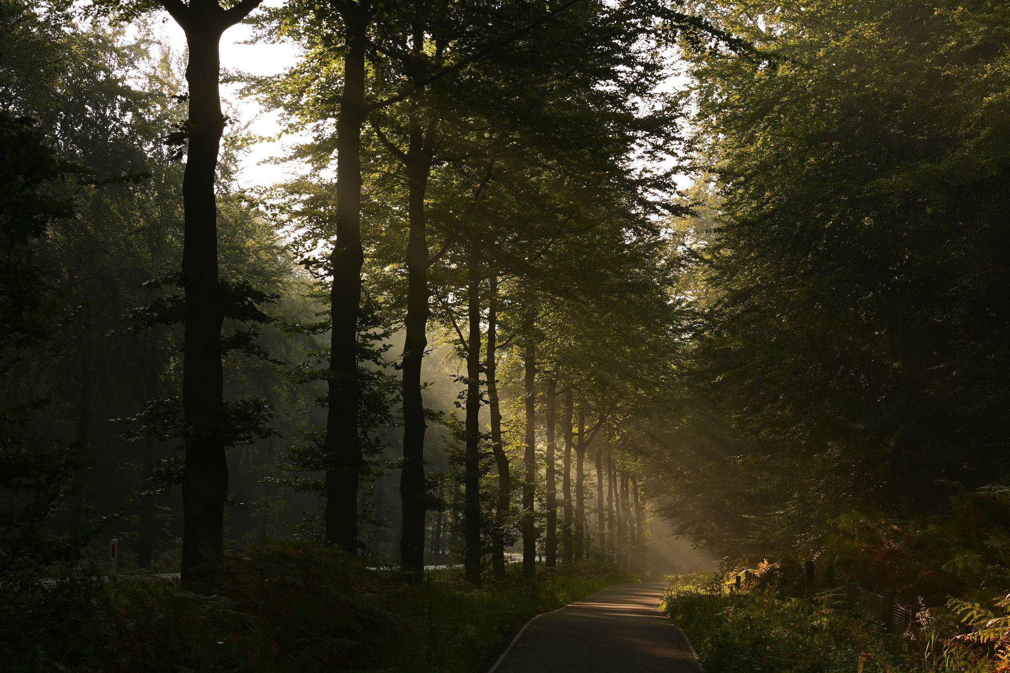 Chemin de forêt traversé par la lumière du matin