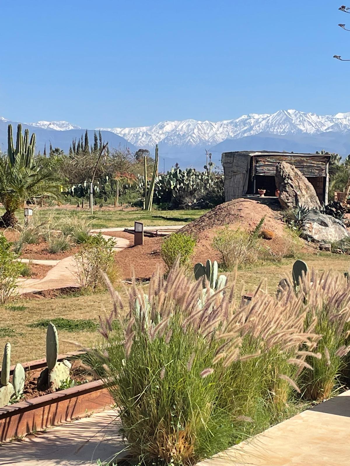Jardin de cactus et sommets enneigés de l'Atlas à l'horizon